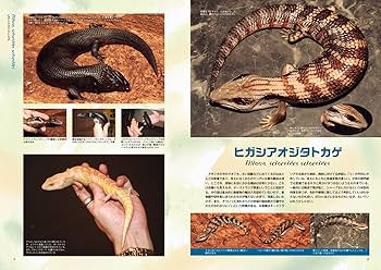 ビバリュームガイド ビバリウムガイドNo.101 2023年夏号 ゲテモノ新生活 ～はじめの